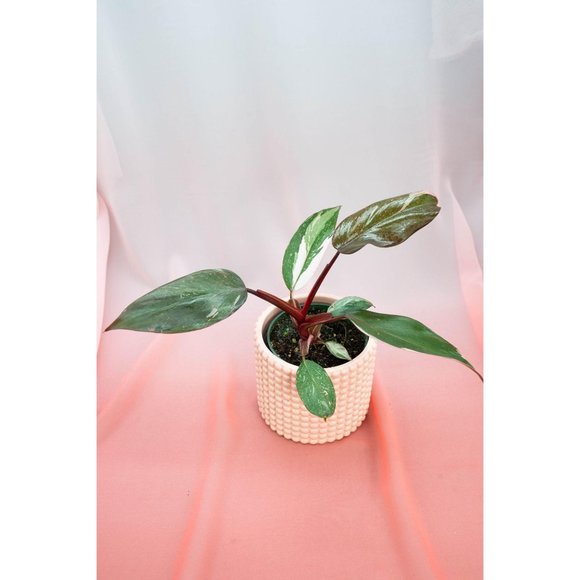 Pink Princess Philodendron 4" US Seller | RARE Pot - Picture 3 of 4